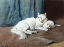 A White Persian Cat with Her Kittens (Oil on Canvas)-Arthur Heyer-Giclee Print