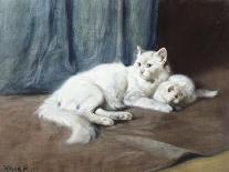 A White Persian Cat with a Ladybird (Oil on Board)-Arthur Heyer-Giclee Print