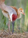 Close-up of Sandhill Crane and Chick at Nest, Indian Lake Estates, Florida, USA-Arthur Morris-Photographic Print
