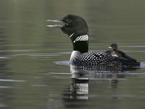 Common Loon Calling with Chick Riding on Back in Water, Kamloops, British Columbia, Canada-Arthur Morris-Photographic Print