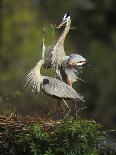 Great Blue Herons in Courtship Display at the Venice Rookery, South Venice, Florida, USA-Arthur Morris-Photographic Print