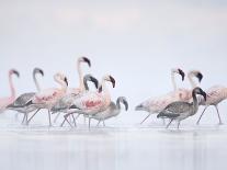 Lesser Flamingo Stretching Wing and Leg-Arthur Morris-Photographic Print