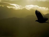 Silhouette of Bald Eagle Flying Against Mountains and Sky, Homer, Alaska, USA-Arthur Morris-Photographic Print