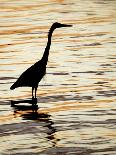 Silhouette of Great Blue Heron in Water at Sunset, Sanibel Fishing Pier, Sanibel, Florida, USA-Arthur Morris.-Framed Premier Image Canvas
