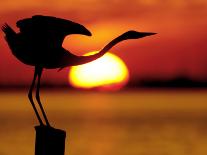 Great Blue Heron in Water at Sunset, Fort De Soto Park, St. Petersburg, Florida, USA-Arthur Morris.-Photographic Print