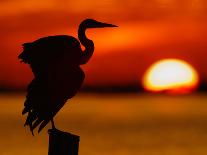 Silhouette of Great Blue Heron in Water at Sunset, Sanibel Fishing Pier, Sanibel, Florida, USA-Arthur Morris.-Framed Premier Image Canvas