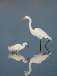 Whooping Crane Preens Feathers in Early Morning Light, Lake Kissimmee, Florida, USA-Arthur Morris-Photographic Print