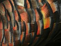 Wild Turkey Feather Close-up, Las Colmenas Ranch, Hidalgo County, Texas, USA-Arthur Morris-Photographic Print