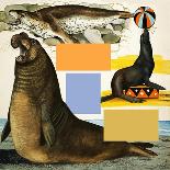 Seals and Sea-Lions, Including Seal Balancing Ball on Nose-Arthur Oxenham-Giclee Print