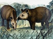 Peeps at Nature: The Tapir-Arthur Oxenham-Giclee Print