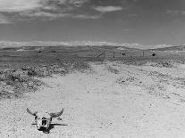 Cattle Skull on the Parched Earth-Arthur Rothstein-Photographic Print