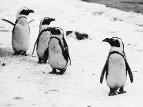 Penguins at London Zoo 1970-Arthur Sidey-Photographic Print