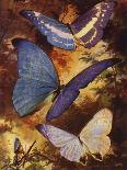 Beautiful Butterflies: Troides Alexandrae, the Largest of All Butterflies (Colour Litho)-Arthur Twidle-Giclee Print