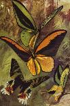 Beautiful Butterflies: Black and Gold Butterflies from the East Indies (Colour Litho)-Arthur Twidle-Giclee Print