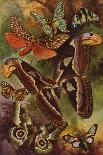 Beautiful Butterflies: Black and Gold Butterflies from the East Indies (Colour Litho)-Arthur Twidle-Giclee Print