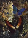 Beautiful Butterflies: Black and Gold Butterflies from the East Indies (Colour Litho)-Arthur Twidle-Giclee Print