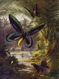 Beautiful Butterflies: Troides Alexandrae, the Largest of All Butterflies (Colour Litho)-Arthur Twidle-Framed Giclee Print
