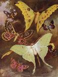Beautiful Butterflies: Black and Gold Butterflies from the East Indies (Colour Litho)-Arthur Twidle-Giclee Print