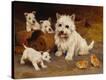 Stretched Canvas Print
