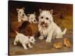 Stretched Canvas Print