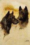Two Scottish Terriers (Oil on Canvas)-Arthur Wardle-Giclee Print