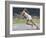 Arthur Wint (Jamaica) Sets the 400 Metre Record-null-Framed Art Print