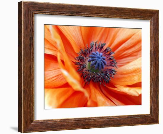 Artic poppy (Papaver croceum)-Angela Marsh-Framed Photographic Print