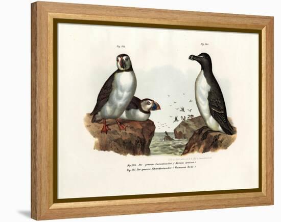 Artic Puffin, 1864-null-Framed Premier Image Canvas