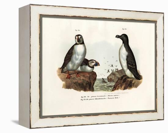 Artic Puffin, 1864-null-Framed Premier Image Canvas