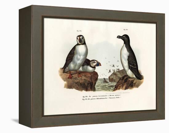 Artic Puffin, 1864-null-Framed Premier Image Canvas