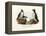 Artic Puffin, 1864-null-Framed Premier Image Canvas