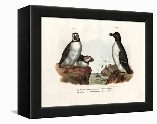 Artic Puffin, 1864-null-Framed Premier Image Canvas