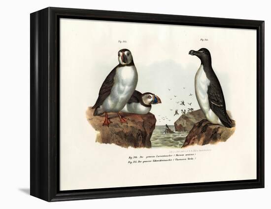 Artic Puffin, 1864-null-Framed Premier Image Canvas