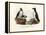 Artic Puffin, 1864-null-Framed Premier Image Canvas