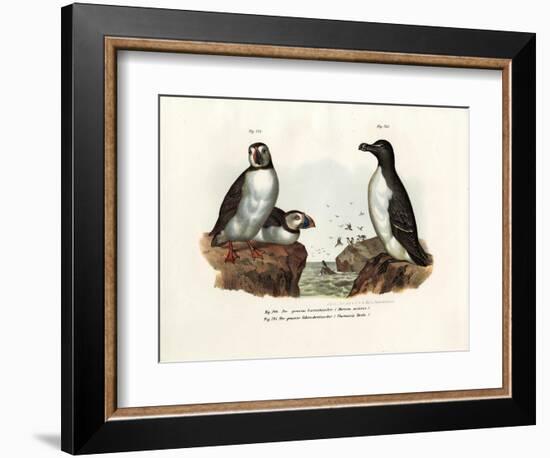 Artic Puffin, 1864-null-Framed Giclee Print