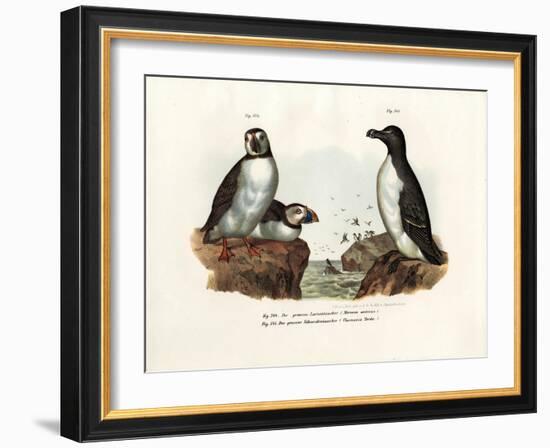 Artic Puffin, 1864-null-Framed Giclee Print