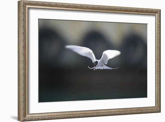 Artic Tern in Flight-DLILLC-Framed Photographic Print