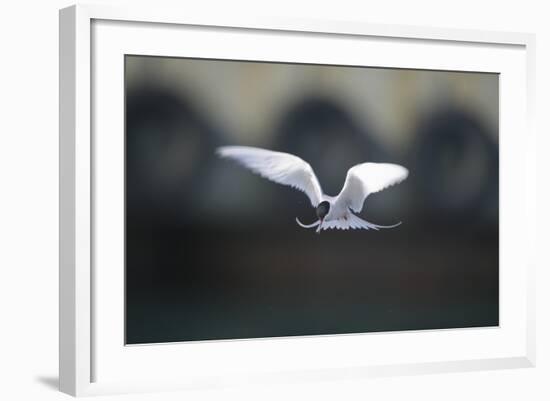 Artic Tern in Flight-DLILLC-Framed Photographic Print