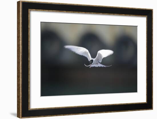 Artic Tern in Flight-DLILLC-Framed Photographic Print