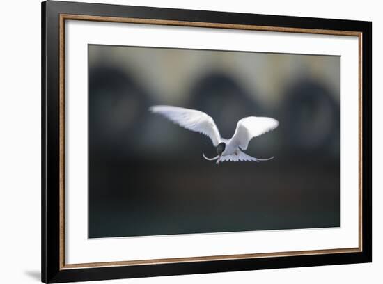 Artic Tern in Flight-DLILLC-Framed Photographic Print