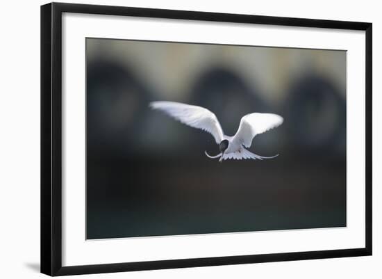 Artic Tern in Flight-DLILLC-Framed Photographic Print