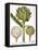 Artichoke, 1613-Besler Basilius-Framed Premier Image Canvas