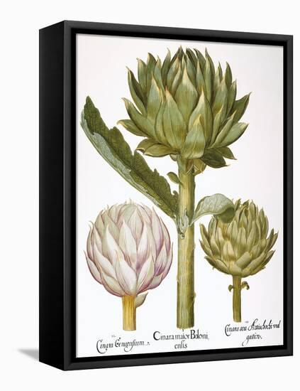 Artichoke, 1613-Besler Basilius-Framed Premier Image Canvas