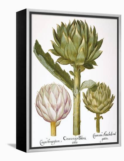 Artichoke, 1613-Besler Basilius-Framed Premier Image Canvas