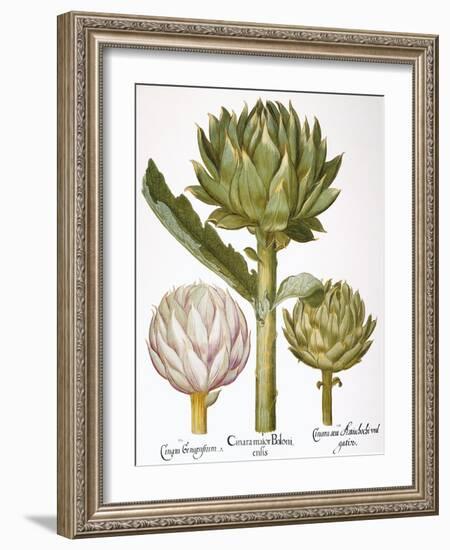 Artichoke, 1613-Besler Basilius-Framed Giclee Print