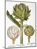 Artichoke, 1613-Besler Basilius-Mounted Giclee Print