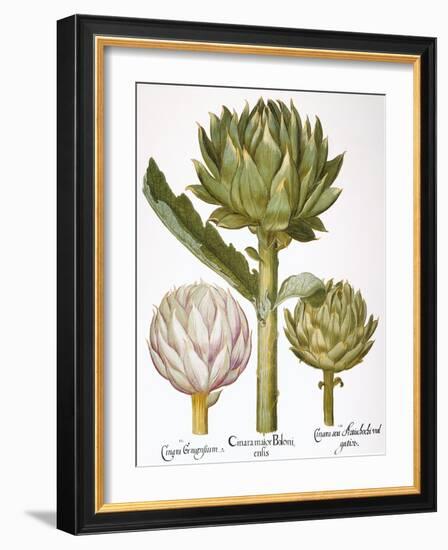 Artichoke, 1613-Besler Basilius-Framed Giclee Print