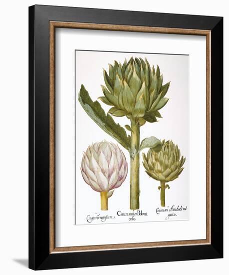 Artichoke, 1613-Besler Basilius-Framed Giclee Print