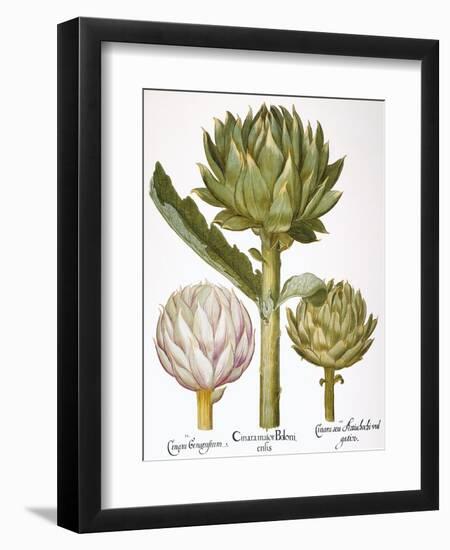 Artichoke, 1613-Besler Basilius-Framed Giclee Print