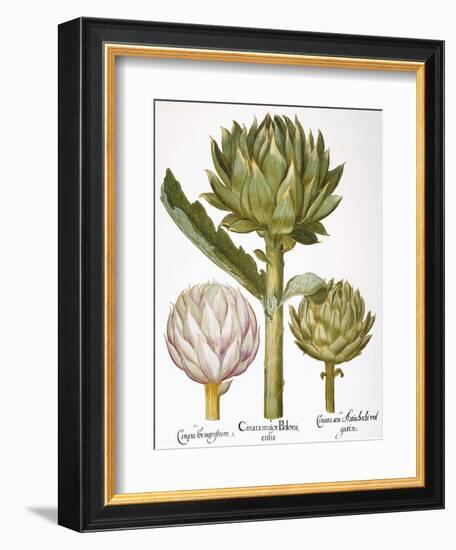 Artichoke, 1613-Besler Basilius-Framed Giclee Print